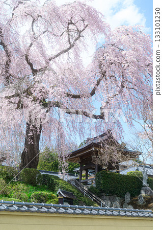 Cherry blossoms at Shokenji Temple - Spring scenery 133101250