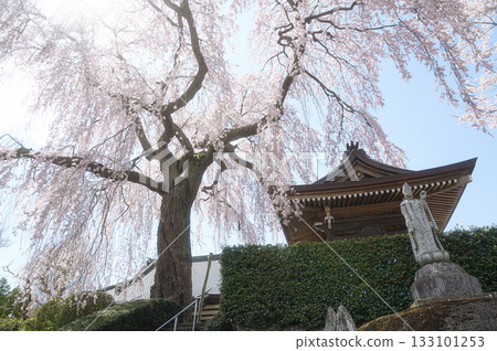松賢寺的櫻花－春日美景 133101253