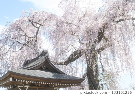 Cherry blossoms at Shokenji Temple - Spring scenery Cherry blossoms at Shokenji Temple - Spring scenery 133101256