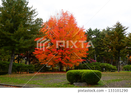 岩手縣岩手公園內，一棵由加拿大維多利亞市（盛岡市的姊妹城市）捐贈的楓樹，秋葉正值盛岡市的秋季。 133101290