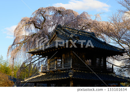 阿彌陀寺櫻花春天的景色 133101634