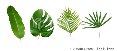 Banana, palm and monstera green leaf tropical plant isolated on white background. 133101666