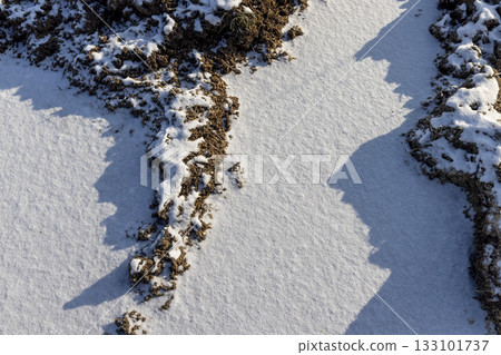 a swamp covered with snow in winter, a swampy area in winter, blue sky and sunny weather at sunset a swamp covered with snow in winter, a swampy area in winter, blue sky and sunny weather at sunset 133101737