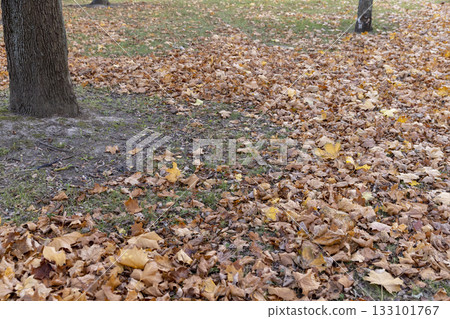 the old maple leaves that have long since fallen to the ground which have turned rusty orange, the grass and the ground strewn with maple leaves the old maple leaves that have long since fallen to the ground which have turned rusty orange, the grass and the ground strewn with maple leaves 133101767