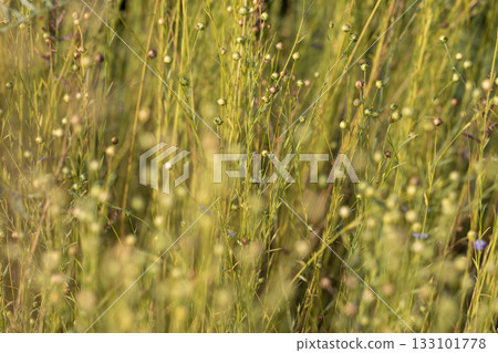 spherical boxes with flax seeds in a field before harvesting seeds and preparing flax sprouts for fiber production, a monoculture field with a flax crop for the manufacture spherical boxes with flax seeds in a field before harvesting seeds and preparing flax sprouts for fiber production, a monoculture field with a flax crop for the manufacture 133101778