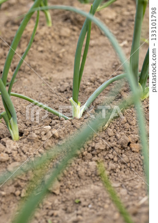 green onions growing in an agricultural field, dry summer weather with soil, the need for maintenance and watering of green onions 133101798