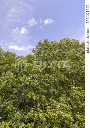 mixed forest with different types of trees in sunny, warm weather with large and strong winds in summer, trees growing in the summer during the daytime mixed forest with different types of trees in sunny, warm weather with large and strong winds in summer, trees growing in the summer during the daytime 133101801