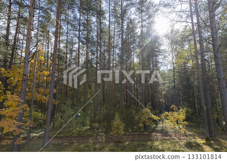tall trees in a mixed forest in the autumn season during leaf fall, changes in nature during the autumn season in a forest with old and tall pines 133101814