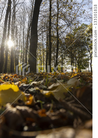 yellowing maple foliage in autumn in sunny weather, big changes in the forest on maple trees in autumn yellowing maple foliage in autumn in sunny weather, big changes in the forest on maple trees in autumn 133101818