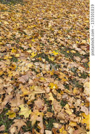 dry maple foliage lying on the ground during leaf fall, late autumn in the park in cloudy weather, details of maple foliage falling to the ground 133101819