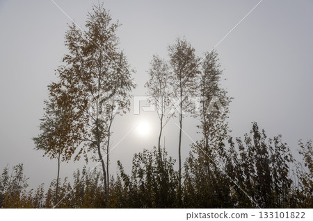 yellow birch tree in cloudy autumn weather in the forest, foggy morning and deciduous birch tree with the last yellow foliage before the fall, foggy weather with thick fog yellow birch tree in cloudy autumn weather in the forest, foggy morning and deciduous birch tree with the last yellow foliage before the fall, foggy weather with thick fog 133101822