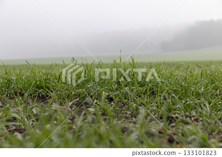 green winter wheat in the middle of autumn in cloudy weather with fog, agricultural field with green wheat sprouts in cloudy weather without bright sunlight 133101823