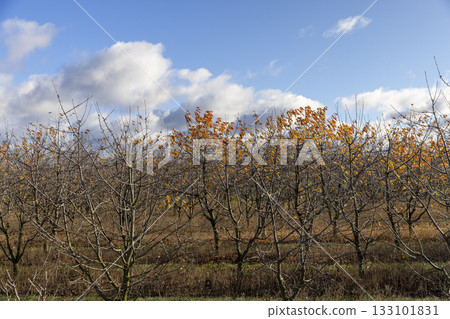 an orchard with rows of cherry trees planted in autumn, a blue sky with clouds and warm weather in a garden with cherry trees on which the last rare foliage hangs an orchard with rows of cherry trees planted in autumn, a blue sky with clouds and warm weather in a garden with cherry trees on which the last rare foliage hangs 133101831