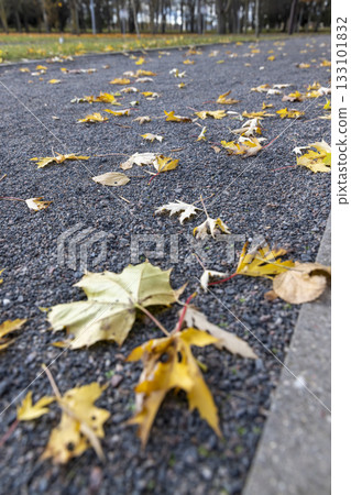 a walking path made of stone and rubble with yellow foliage of trees in the autumn season, beautiful yellow foliage in the park a walking path made of stone and rubble with yellow foliage of trees in the autumn season, beautiful yellow foliage in the park 133101832