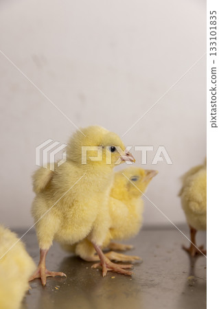 small yellow chickens stand on a metal board for weighing poultry, a large number of chickens in the workshop of a poultry farm for growing a breed of chicken with a high weight small yellow chickens stand on a metal board for weighing poultry, a large number of chickens in the workshop of a poultry farm for growing a breed of chicken with a high weight 133101835