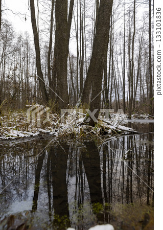 a flooded area with frozen water and tall bare trees in the winter season, a swamp with frozen water and tall trees without foliage reflected in the water a flooded area with frozen water and tall bare trees in the winter season, a swamp with frozen water and tall trees without foliage reflected in the water 133101836
