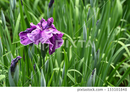 鳶尾花/水無月園 133101848
