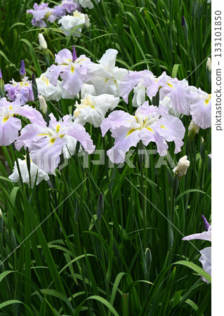 鳶尾花/水無月園 133101850