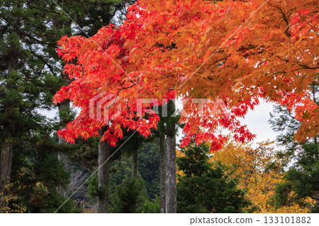 紅葉盛開的高野山 紅葉盛開的高野山 133101882
