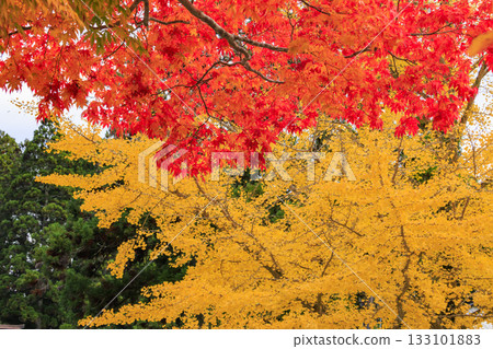 紅葉盛開的高野山 133101883