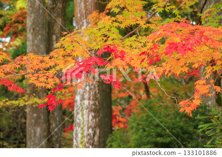紅葉盛開的高野山 133101886