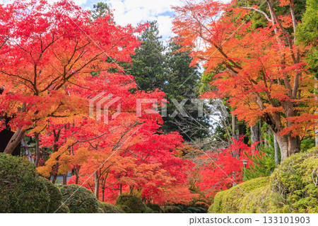 紅葉盛開的高野山 133101903