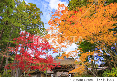 紅葉盛開的高野山 紅葉盛開的高野山 133101905