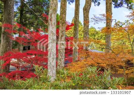 紅葉盛開的高野山 133101907
