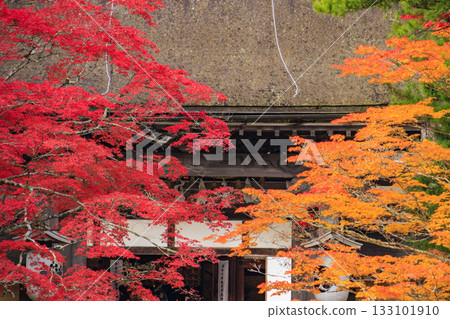 紅葉盛開的高野山 133101910