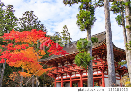 紅葉盛開的高野山 133101913