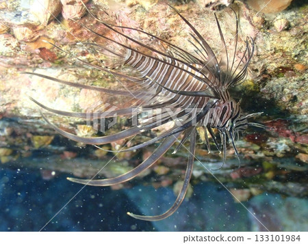 Lionfish swimming over rocks 133101984