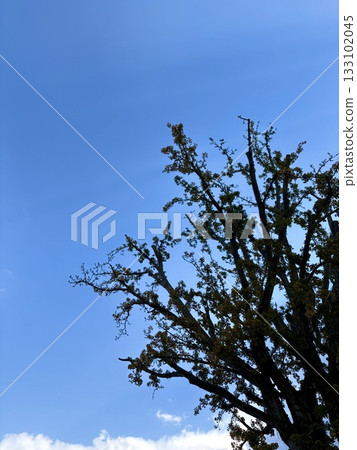 銀杏樹樹和藍天 133102045