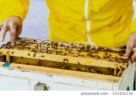 A beekeeper's gloved hands prepare to open a new package of bees to add to the hive. Bee hives, bees adding honey. 133102139