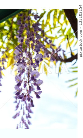 Wisteria flowers photographed in the park 133102154