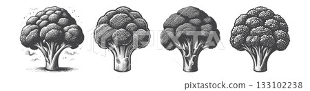 Vintage Hand-Drawn Broccoli Illustration,  133102238