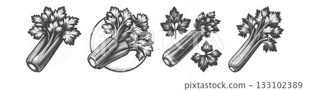 Vintage Hand-Drawn Celery Illustration, Crunchy Stalk Engraved Vector for Kitchen and T-Shirt Design 133102389