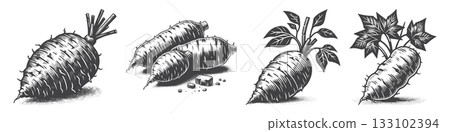 Vintage Hand-Drawn Yam Illustration, Root Tuber Engraved Vector for Farm and T-Shirt Design 133102394
