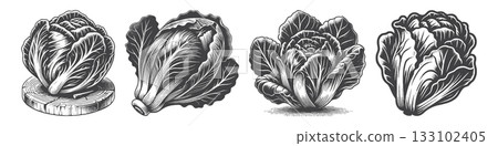 Vintage Hand-Drawn Savoy Cabbage Illustration, Vintage Hand-Drawn Savoy Cabbage Illustration, 133102405