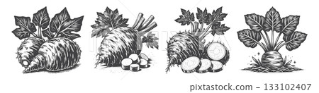 Vintage Hand-Drawn Taro Illustration, Root Vegetable Engraved Vector for Garden and T-Shirt Design Vintage Hand-Drawn Taro Illustration, Root Vegetable Engraved Vector for Garden and T-Shirt Design 133102407