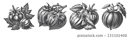 Vintage Hand-Drawn Tomatillo Illustration, Vintage Hand-Drawn Tomatillo Illustration, 133102408