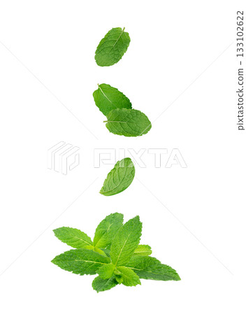 Falling Mint Leaf Set Isolated, Flying Fresh Menthol Leaves, Green Spearmint Falling Mint Leaf Set Isolated, Flying Fresh Menthol Leaves, Green Spearmint 133102622