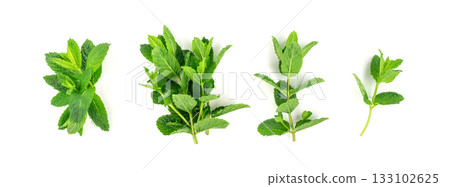 Mint twigs isolated. Peppermint sprig, fresh mentha stem, green spearmint branch with leaves 133102625