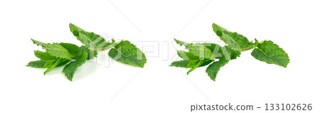 Mint twigs isolated. Peppermint sprig, fresh mentha stem, green spearmint branch with leaves 133102626