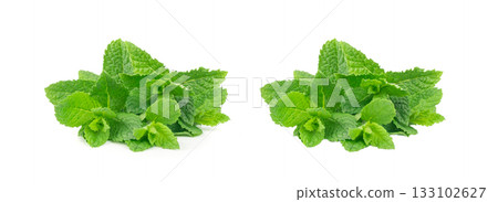 Mint twigs isolated. Peppermint sprig, fresh mentha stem, green spearmint branch with leaves 133102627