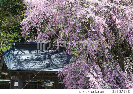 樂王櫻南光神社春景 133102938