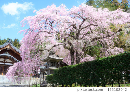 樂王櫻南光神社春景 133102942