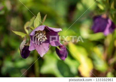 Christmas rose Christmas rose 133102961