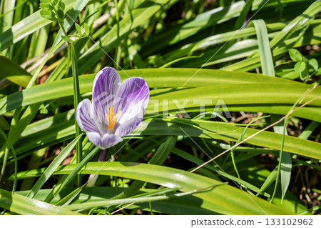 Crocus Crocus 133102962