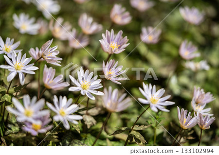 Anemone anemones herald the arrival of spring Anemone anemones herald the arrival of spring 133102994