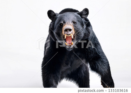 Asiatic black bear baring its fangs Asiatic black bear baring its fangs 133103616